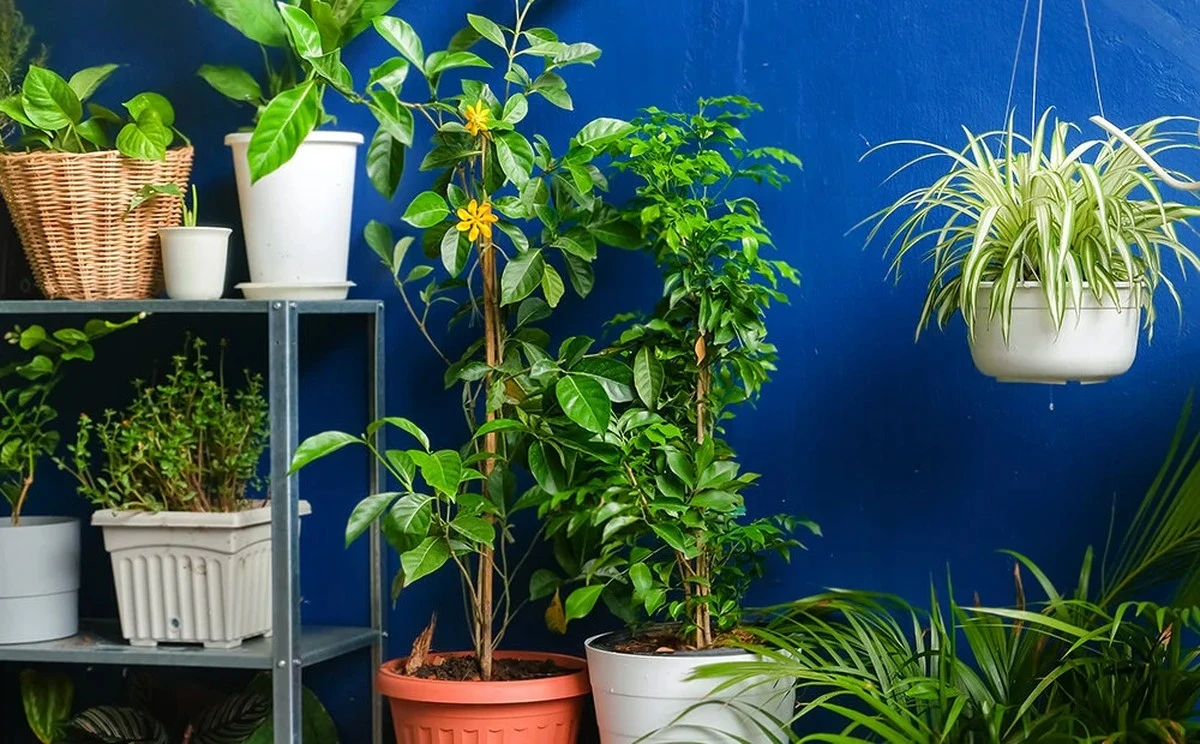 Pokojové rostliny: vaši tajní spojenci proti zimnímu splínu - image 1