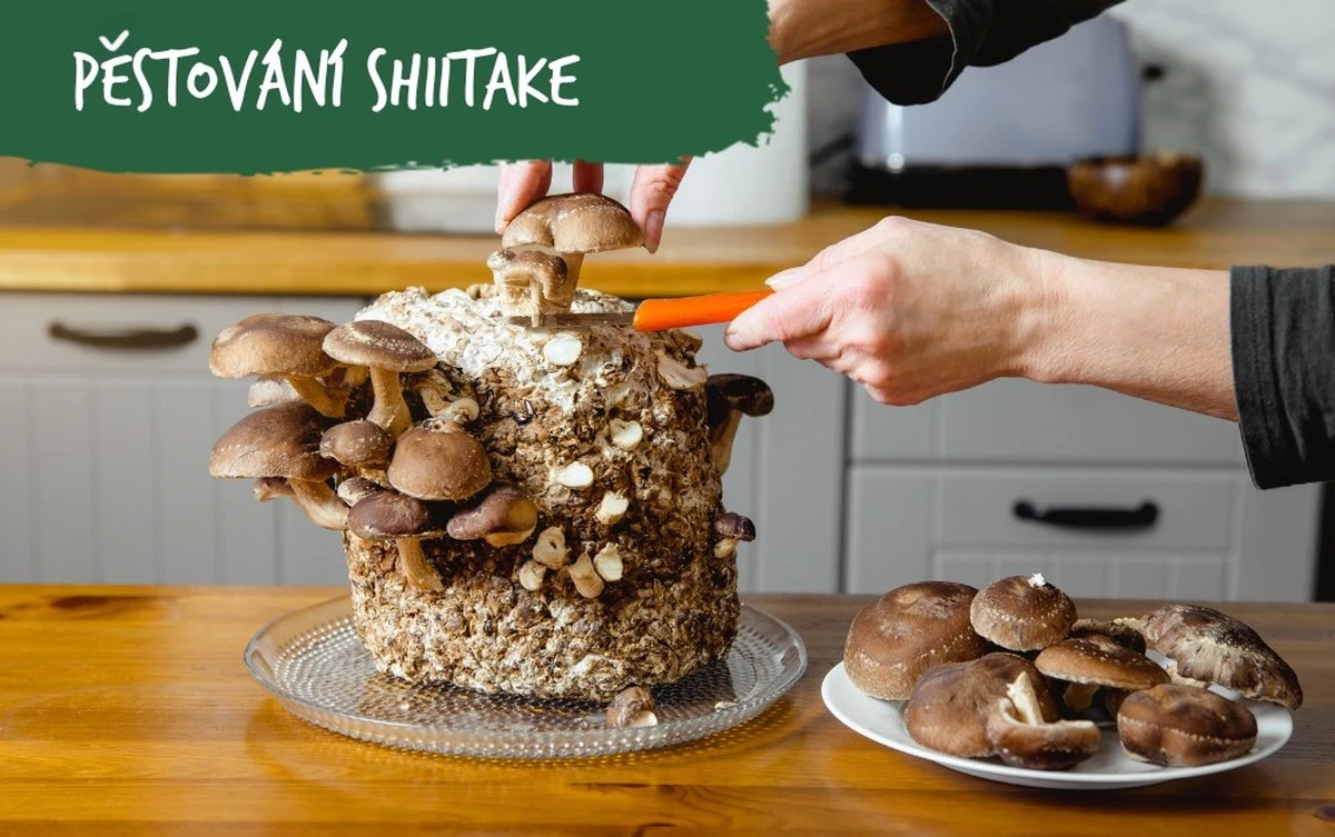 Domácí houby z krabice: Jak jsem vypěstoval první úrodu za 2 týdny - image 2