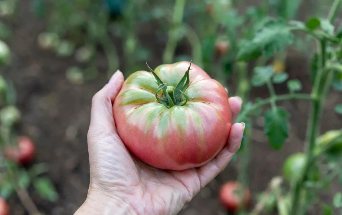 Supermarketová rajčata jako od babičky: Jeden krok po koupi změní jejich chuť