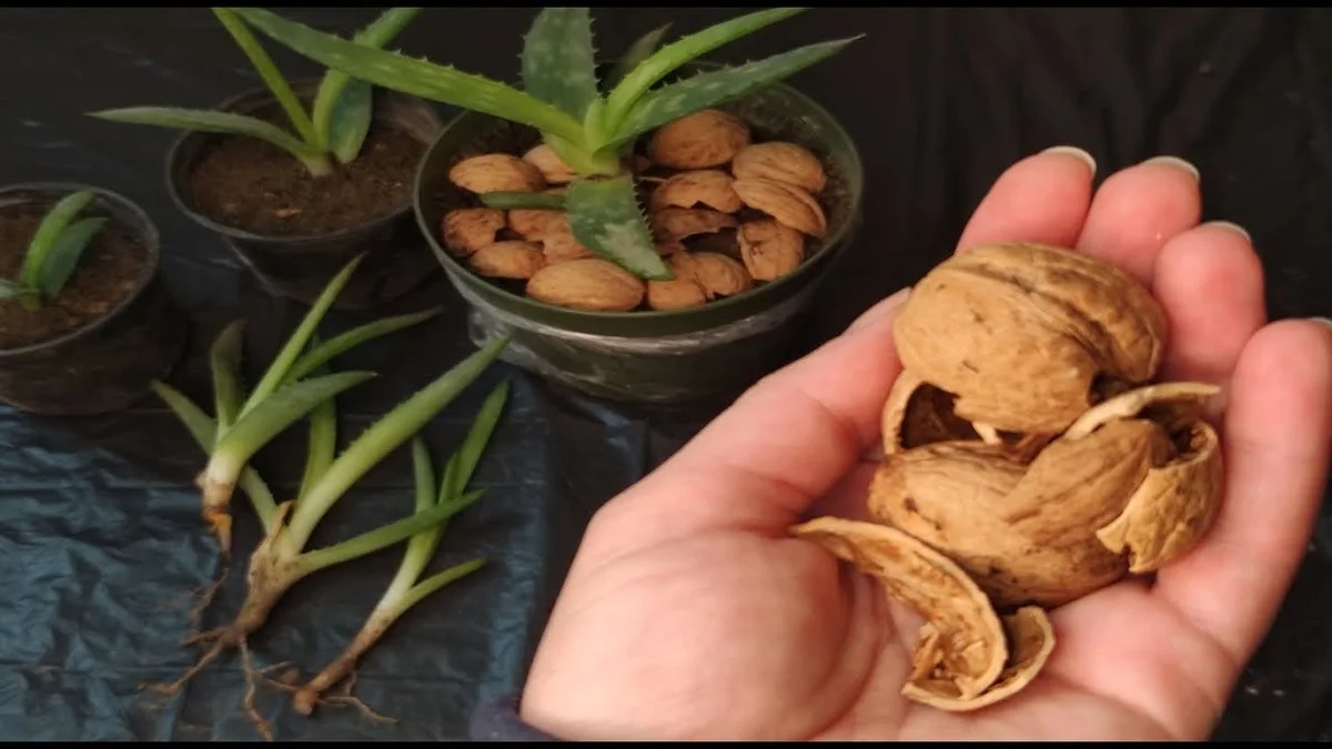 procseveskutecn-extra-1.webp Proč se ve skutečnosti nesmí vyhazovat skořápky vlašských ořechů: 4 geniální triky pro pokojové rostliny - image 1