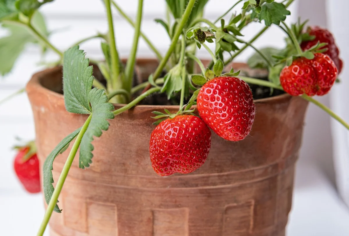Proč zkušení čeští zahrádkáři sázejí jahody v zimě: 8 pravidel pro celoroční sklizeň