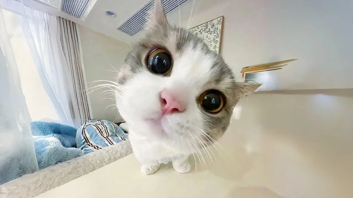 3. коčka, яку ви побачите, змусить вас сміятися до сліз (фото) - image 1