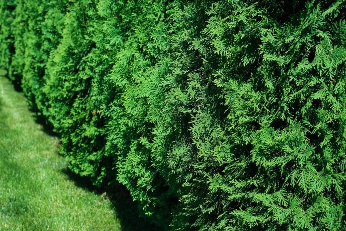 4 zásadní chyby, kvůli kterým váš zerav v živém plotu hnědne a usychá - image 2