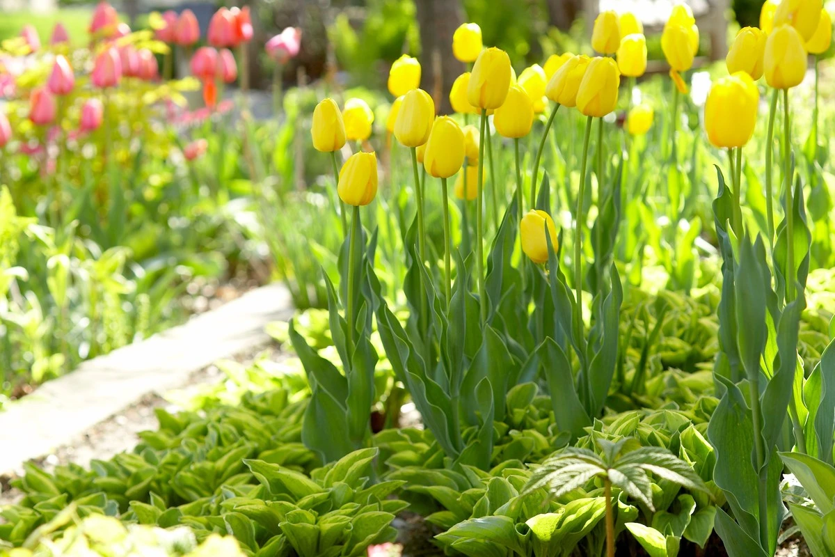 Zapomněli jste na podzim? Sázení tulipánů na jaře pro jarní květy