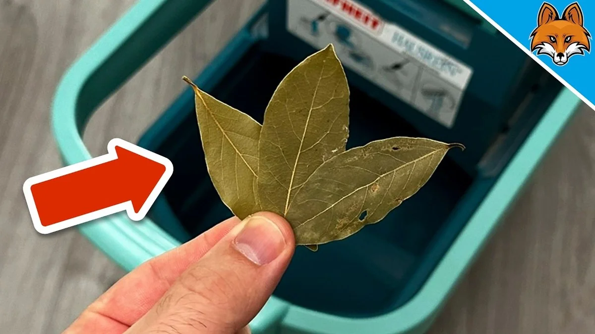 Proč zkušení Češi dávají bobkový list do soli, do kuchyně a pod polštář: 3 triky, které fungují hned - image 1