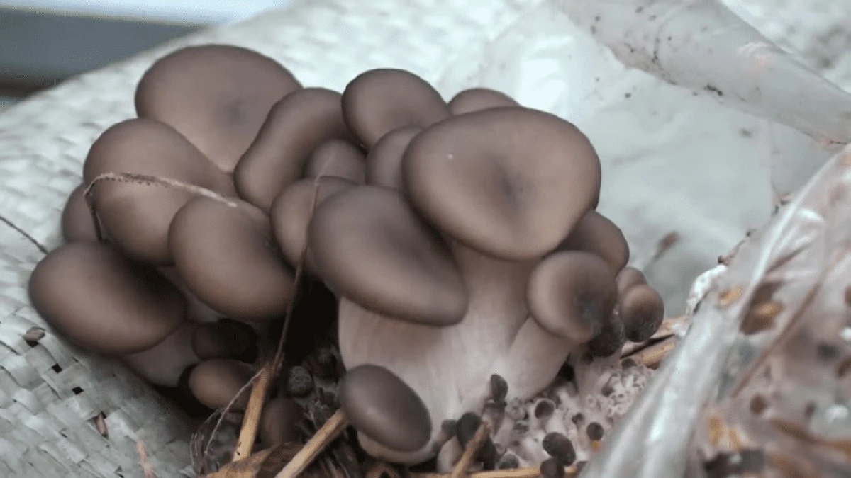 Soused kupuje hlívy za 180 Kč/kg, já je pěstuji ze slámy doma a už sbírám 2. úrodu