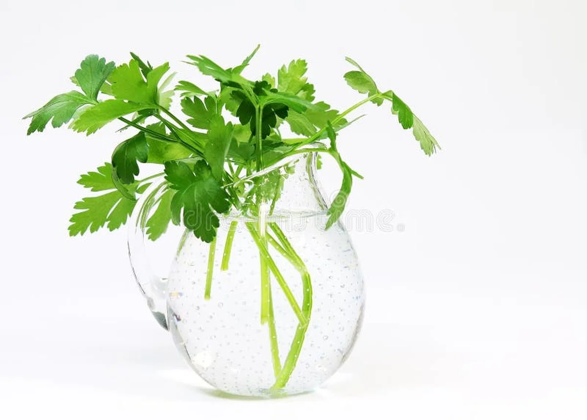 Jak uchovat petržel čerstvou 3 týdny bez sáčků: Tajemství od šéfkuchaře - image 2