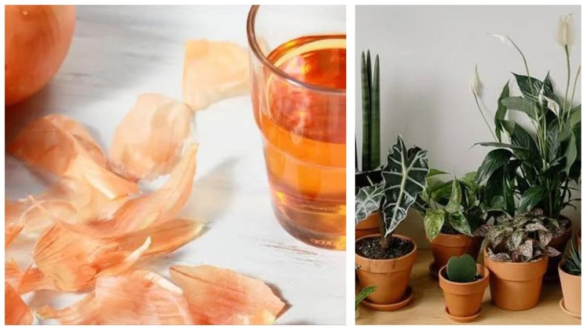 Proč vyhazovat slupky z 5 cibulí? Poklad pro vaše pokojovky