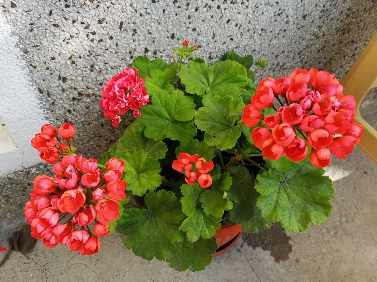 Proč vaše pelargonie milují vodu z akvária: 1 sklenice týdně a kvetou 11 měsíců v roce