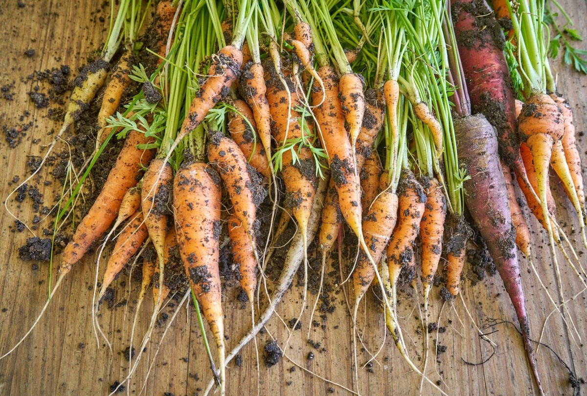 10 tipů pro pěstování mrkve ze semínka: dosáhněte sladší úrody