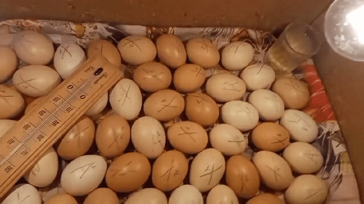 Kartonová krabice a 40W žárovka: Takto se líhnou kuřata bez drahého inkubátoru