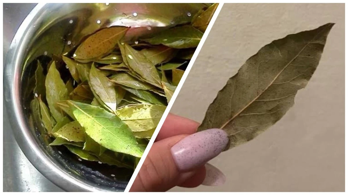 12 bobkových listů v ledové formě: 4 způsoby, jak využívám tento domácí poklad