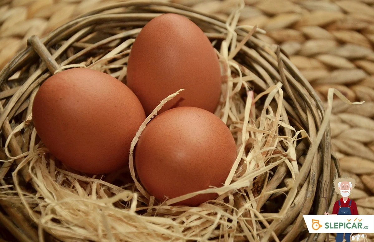 Hnědá, nebo bílá vejce? Odkrytosm tajemství od 4 expertů a zjistěte, která jsou lepší pro vás - image 2