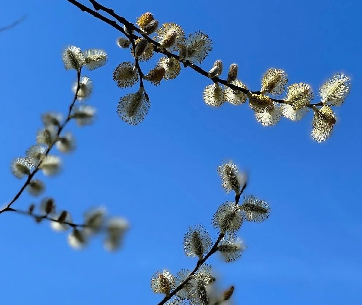 proczkusenizahr-extra-1.webp Proč zkušení zahrádkáři dávají na jaře větvičku vrby na zahradu - image 1