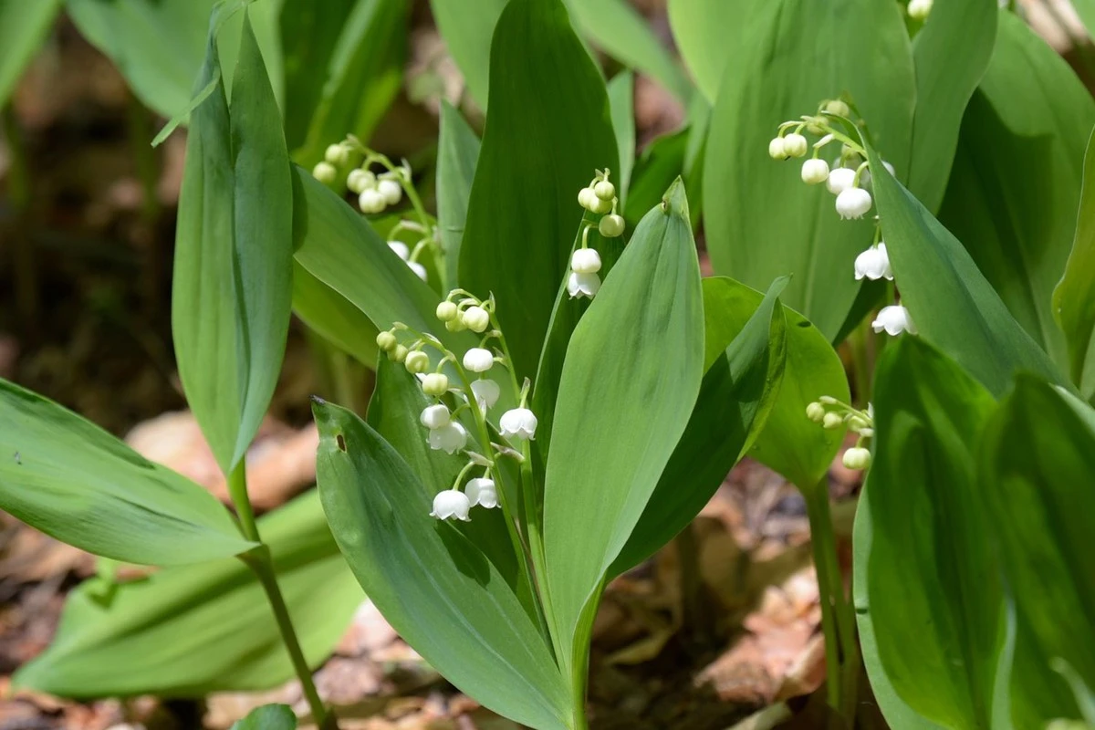6 invazivních trvalek, které byste do zahrady raději nikdy nepěstovali