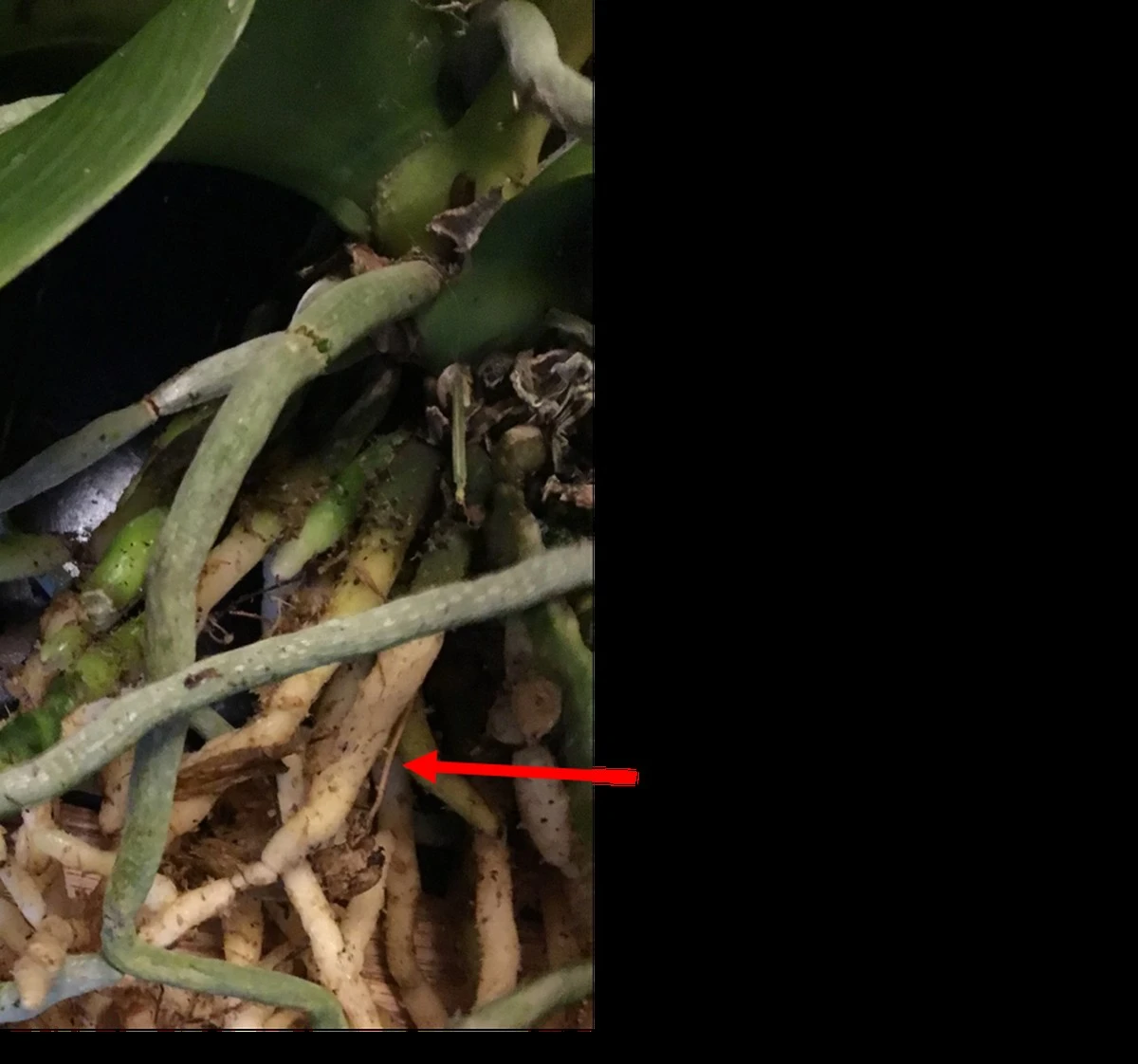 Proč moje orchideje konečně nepřehnívají: zalévám je podle 1 znaku a funguje to na 100 % - image 2