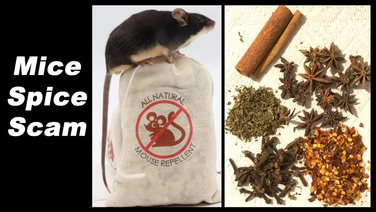 Kamarádka mi ukázala trik: Myši zmizely za 2 dny bez chemie, stačí tahle věc, kterou máte v kuchyni - image 1