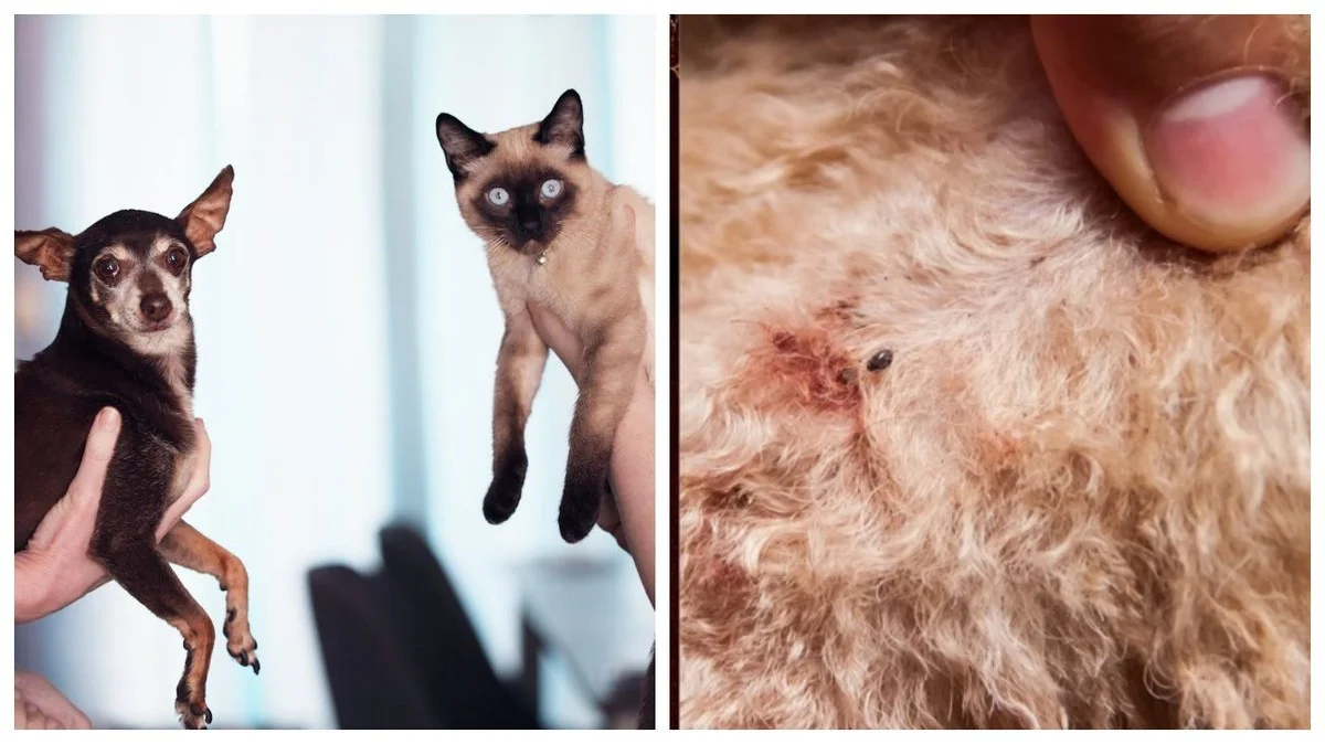 Muž zkusil hřebíček na blechy a neuvěřil: Jak jediná ingredience z kuchyně vyžene hmyz z koberců