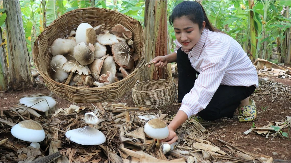 Jedna slupka od banánu pod houby změní váš parapet v úrodu 3 kg hlívy. - image 1