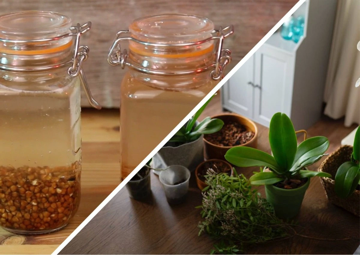 Grechanková voda pro pokojové rostliny: Tajemství svěžích listů po zimě