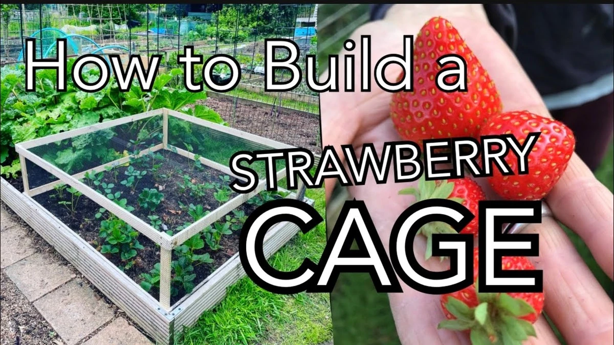 Proč zkušení zahrádkáři věší staré CD nad jahody – ptáky to odradí spolehlivěji než pasti - image 1