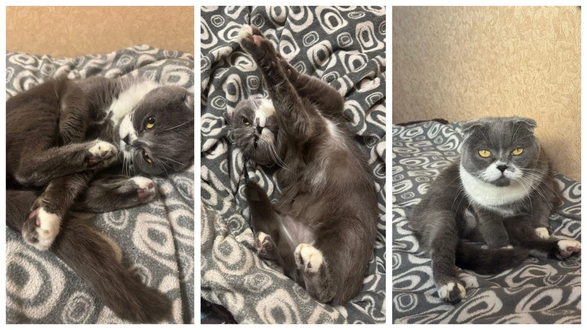 Proč vaše kočka páchne: 3 důvody, které vás překvapí (a jak to řešit)