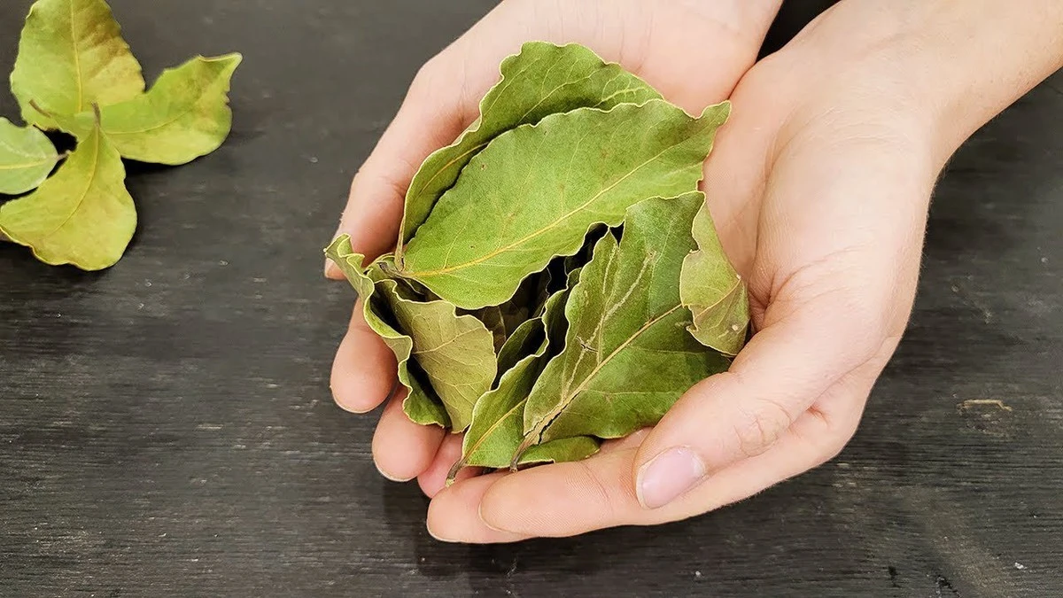 Zapalte bobkový list: 4 překvapivé triky, jak zatočit s pachy i stresem