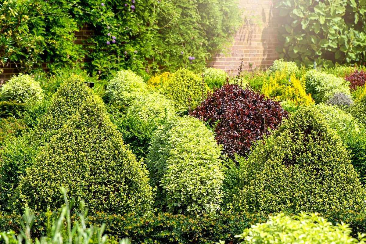 11 elegantních alternativek pro buxus, které povznesou každou zahradu - image 1