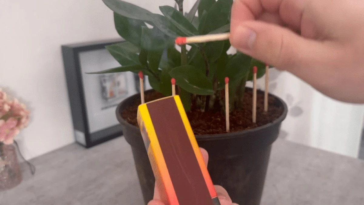 Osm, jak z obyčejných sirek udělat zázrak pro vaše pokojové rostliny