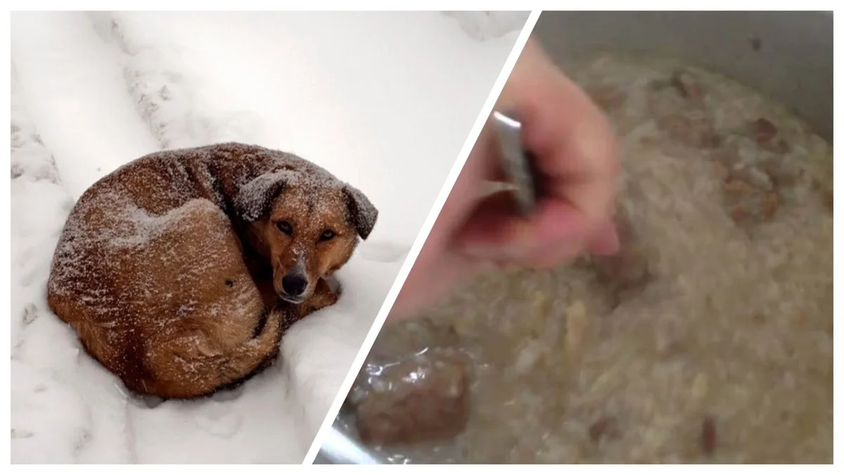 Proč zkušení ochránci zvířat nikdy nedávají kosti, ale vaří teplou kaši: Tři minuty, které zachraňují život