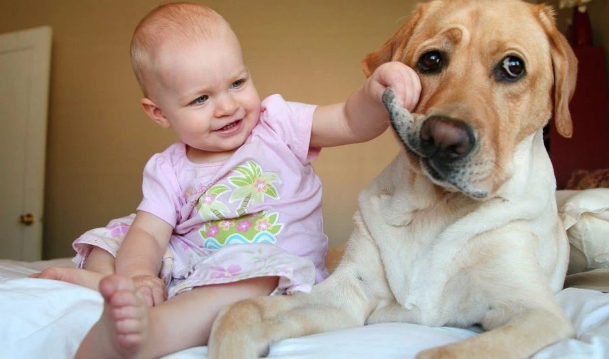 5 psů, co vypadají roztomile, ale život s nimi je peklo: jeden chrápe místo dýchání, druhý skáče 24/7