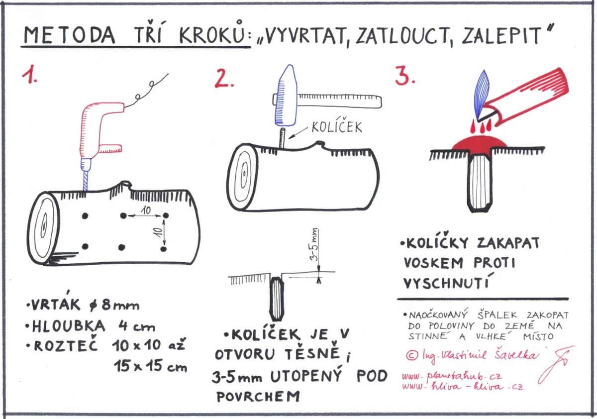 Soused kupuje hlívy za 180 Kč/kg, já je pěstuji ze slámy doma a už sbírám 2. úrodu - image 2
