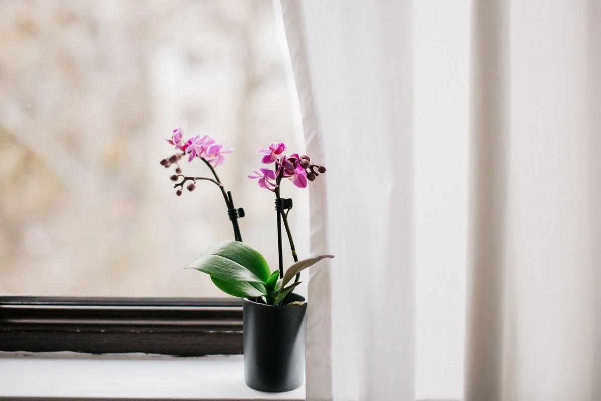 Proč tvoje orchidej nechce kvést? Odhalte rituál přesazení, který změní vše!