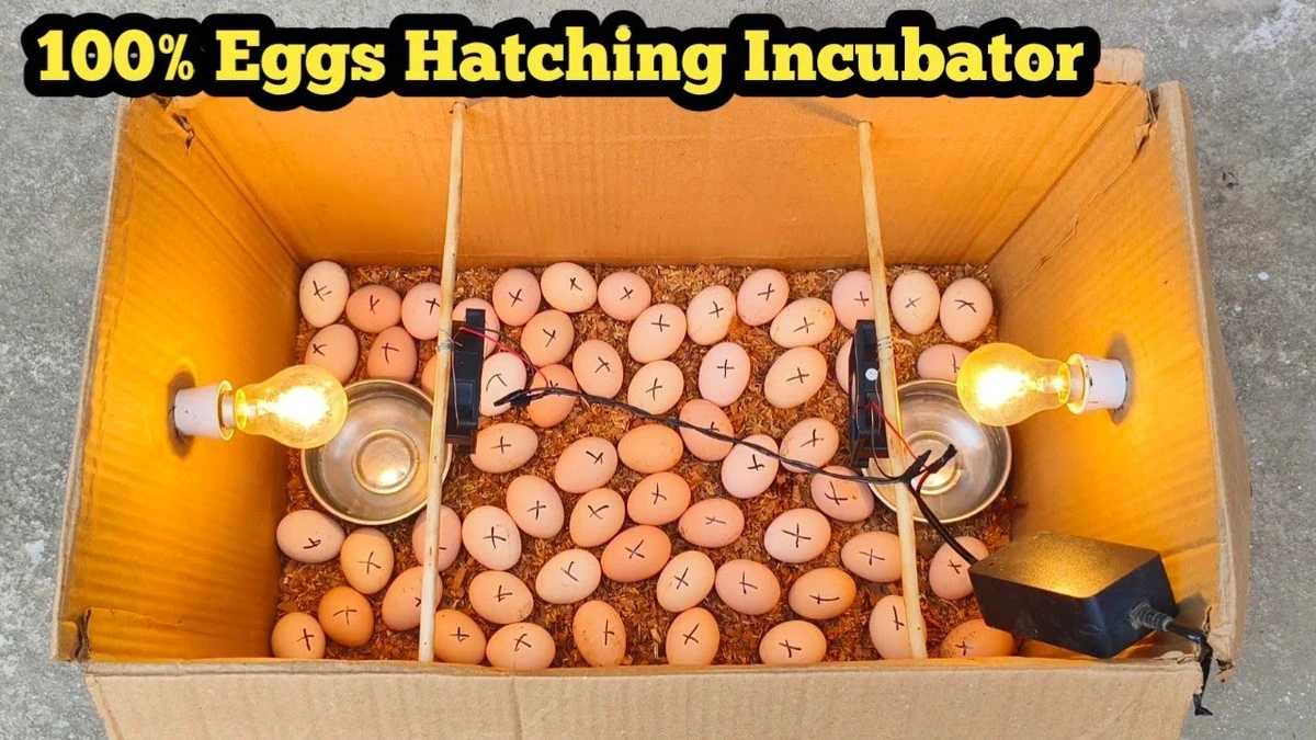 Kartonová krabice a 40W žárovka: Takto se líhnou kuřata bez drahého inkubátoru - image 2