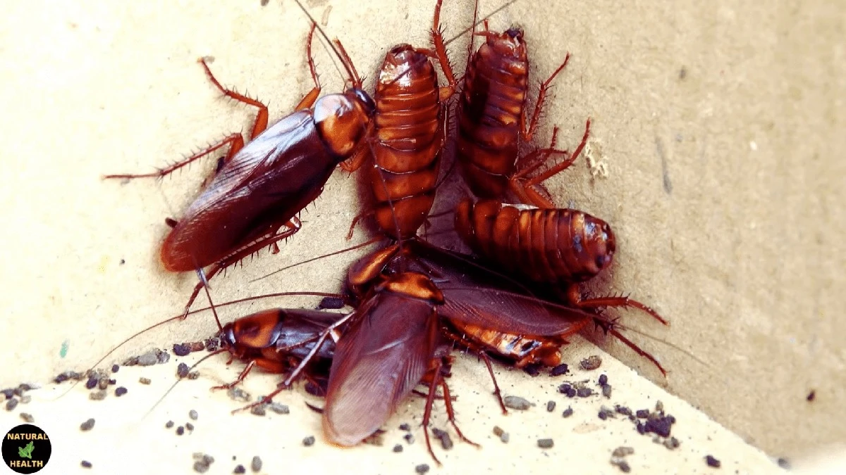 Lžička hladké mouky, špetka jedlé sody a tchyně má problém: Jak zatočit s kuchyňskými škůdci jednou provždy