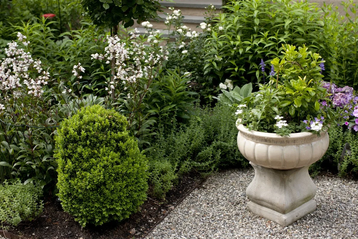 11 elegantních alternativek pro buxus, které povznesou každou zahradu