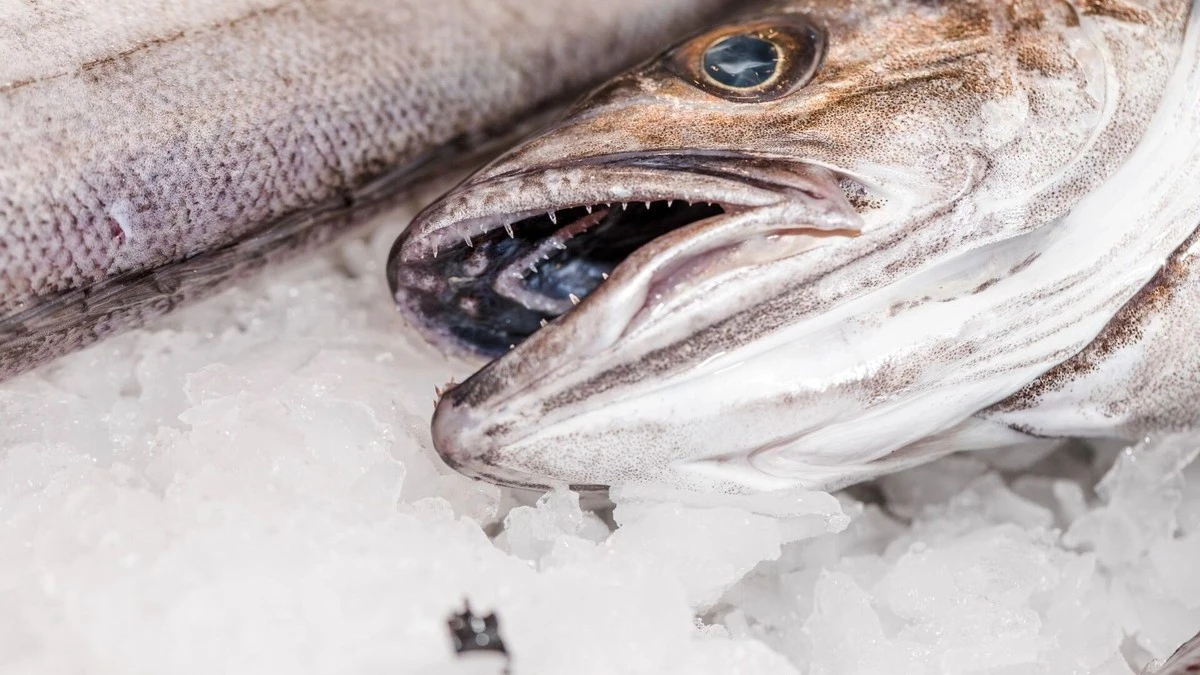 Tři triky promění levnou rybu v luxusní delikatesu - image 1