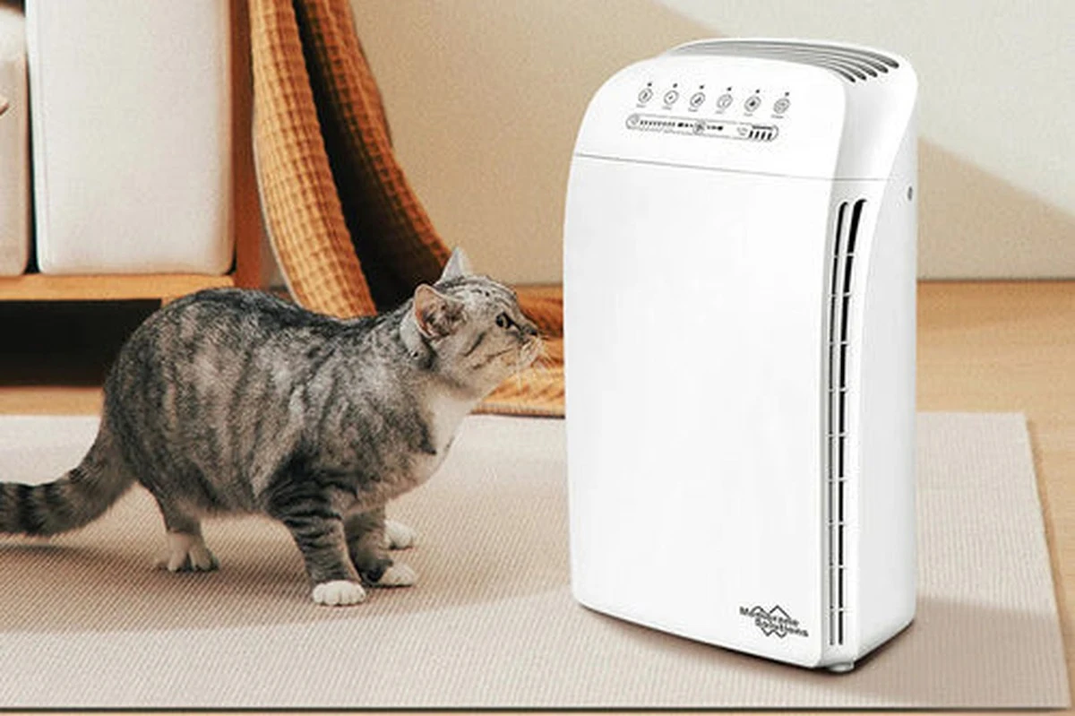 Proč vaše kočka páchne: 3 důvody, které vás překvapí (a jak to řešit) - image 2