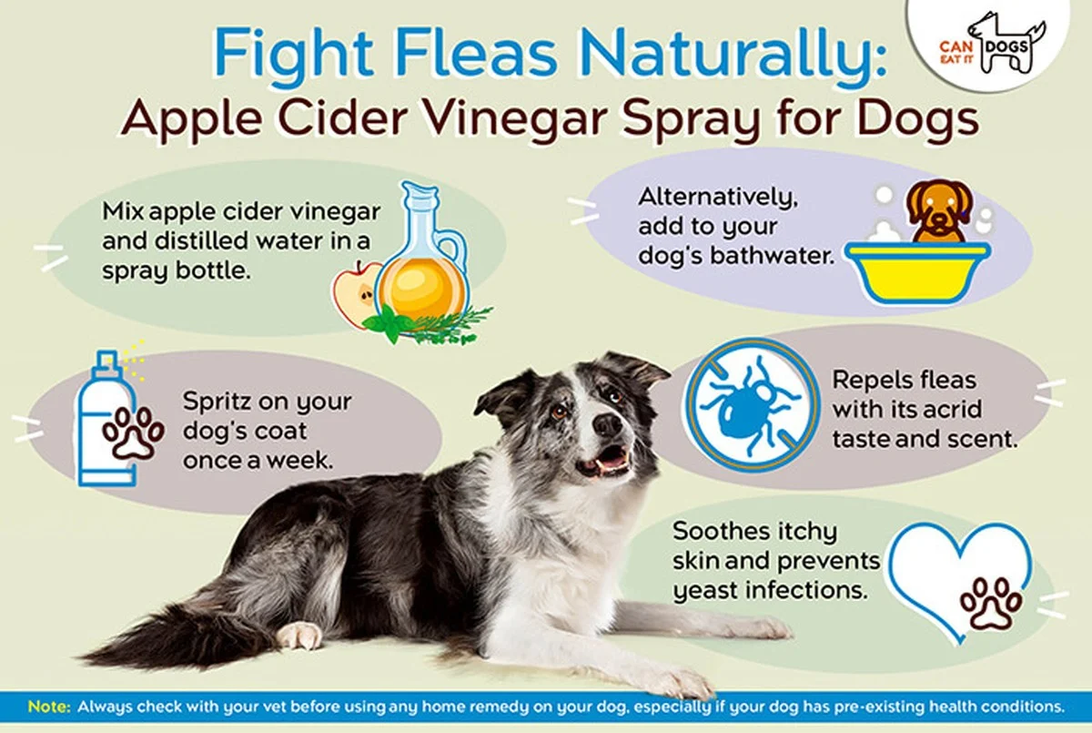 Proč zkušení chovatelé přidávají do domácího repelentu lžíci tymiánu a ocet - image 1