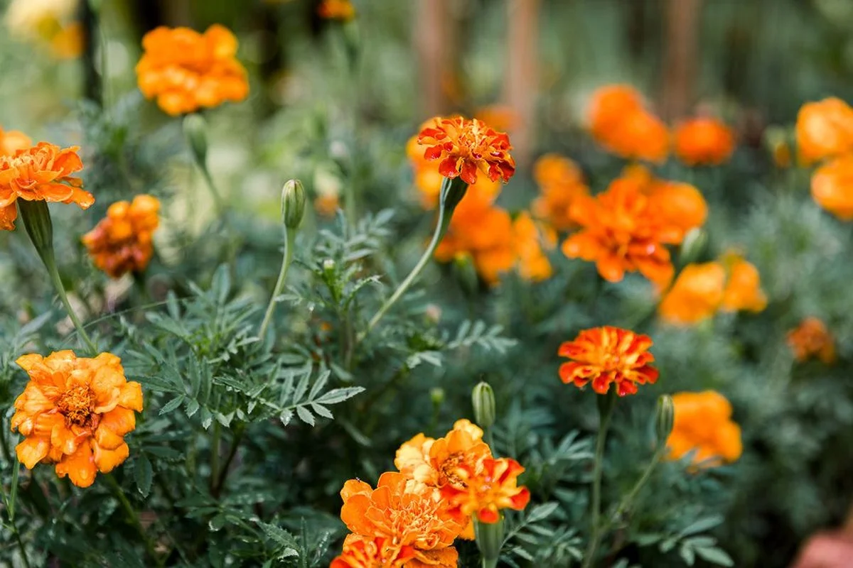 Tyto letničky prostě milují spalující slunce! Objevte triky, jak mít kvetoucí zahradu až do mrazů