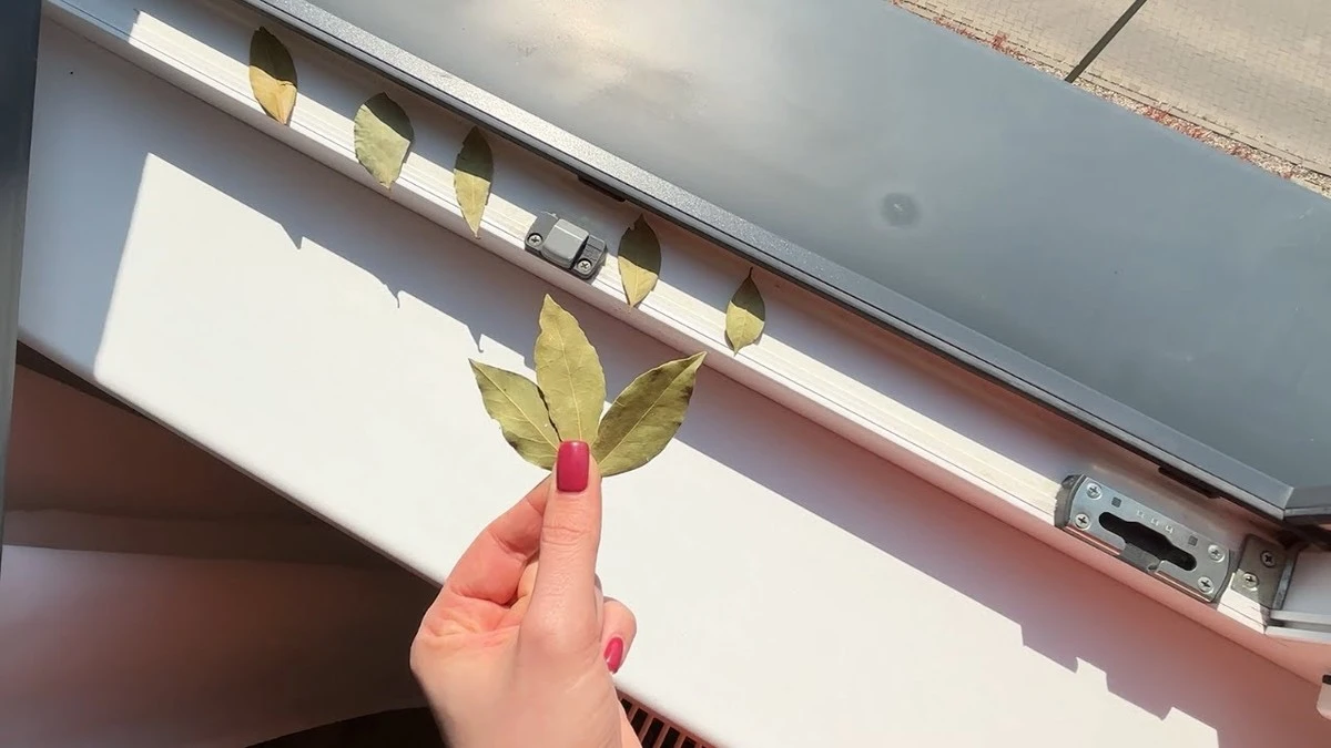 Старі бабусині хитрощі: як сіль та лавровий лист врятують ваші вікна від плісняви - image 2