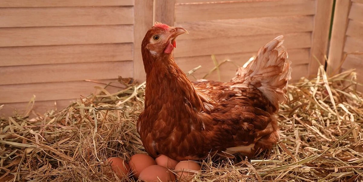 18 vajec denně: Co sousedka nevěřila, dnes se ptá na můj trik s kurníkem - image 1