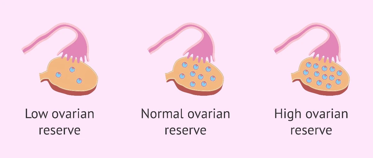 AMH: Tajemství vaší plodnosti, které vám řekne, kolik vajíček vám ještě zbývá - image 2