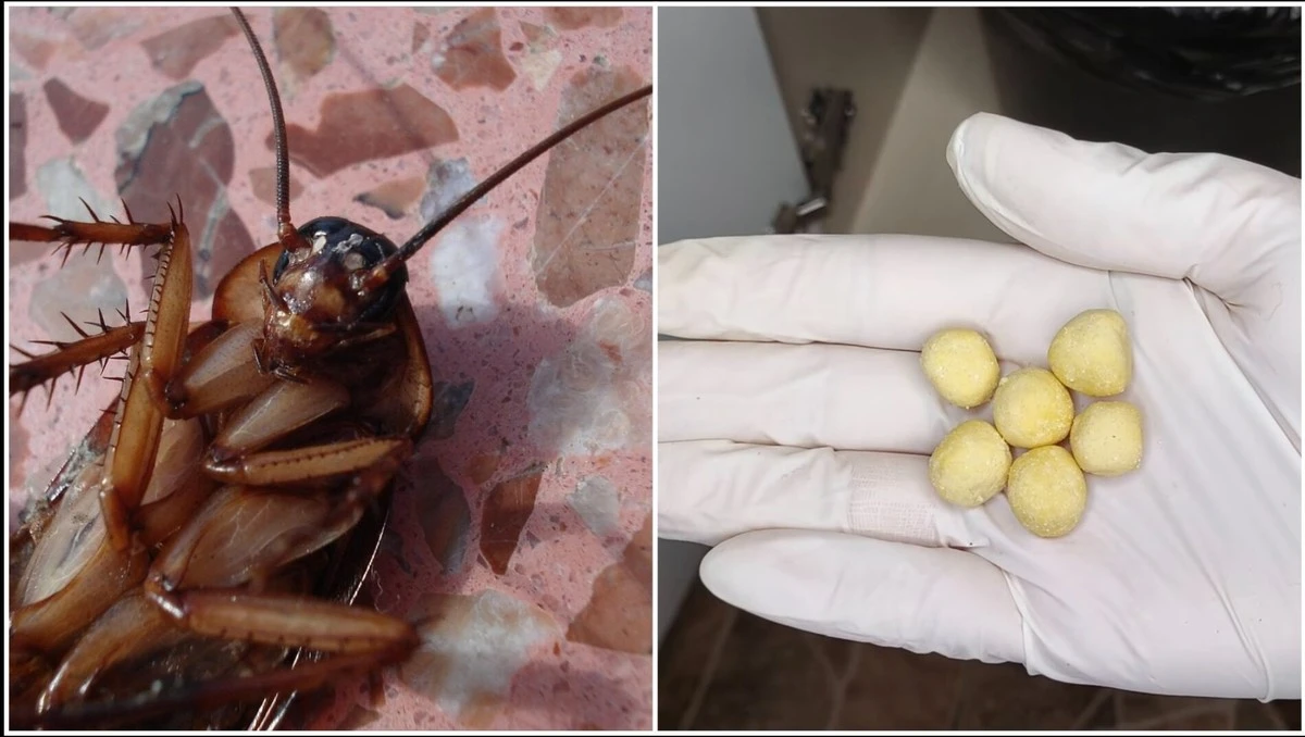 Proč vaši sousedé vyhazují peníze za drahé spreje? Zjistěte, jak se zbavit švábů jednou provždy