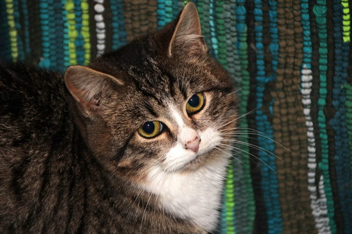 Proč zkušení zahrádkáři nedávají lahve s vodou, ale misky: Efekt zmizí za jedinou noc