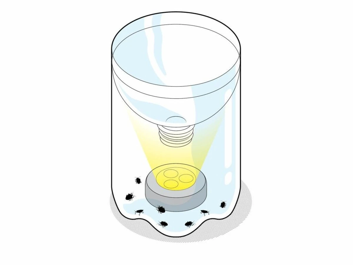 Zbavte se stříbrných rybek bez deratizátora: Osvědčené rady - image 2