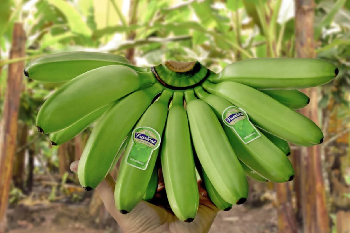 Do bazénu s banány? Proč jsou baby banány tak malé a dražší než ty klasické - image 1