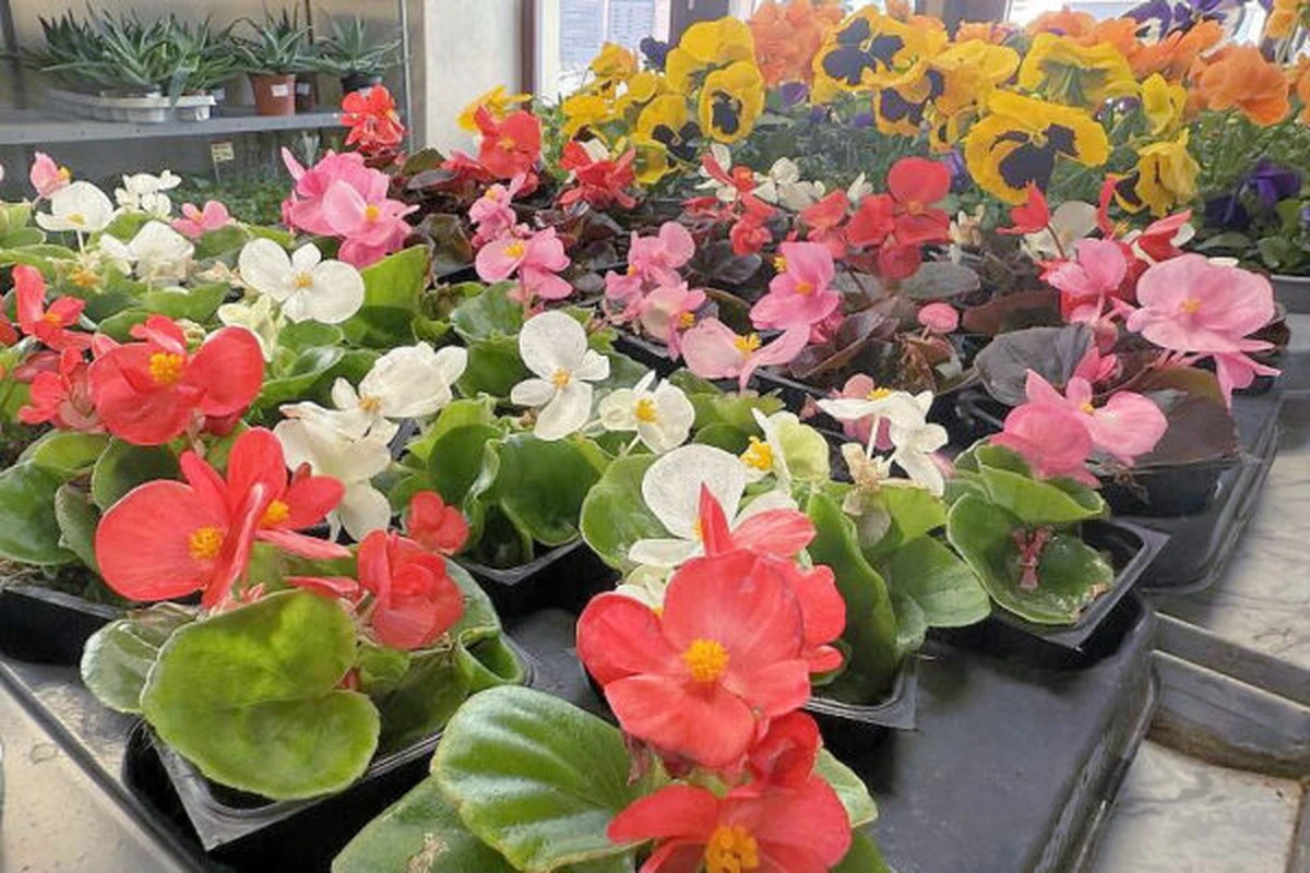 14zahradnichvyc-extra-2.webp 14 zahradních vychytávek z Amazonu do 400 Kč: Zlevněno pro vaši zeleň! - image 2