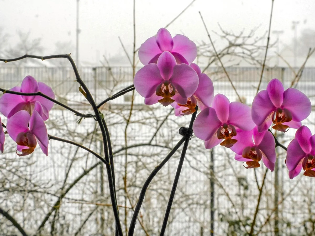 Proč tchýni kvetou orchideje i v zimě: Jeden „nápoj“ dodá poupata - image 1