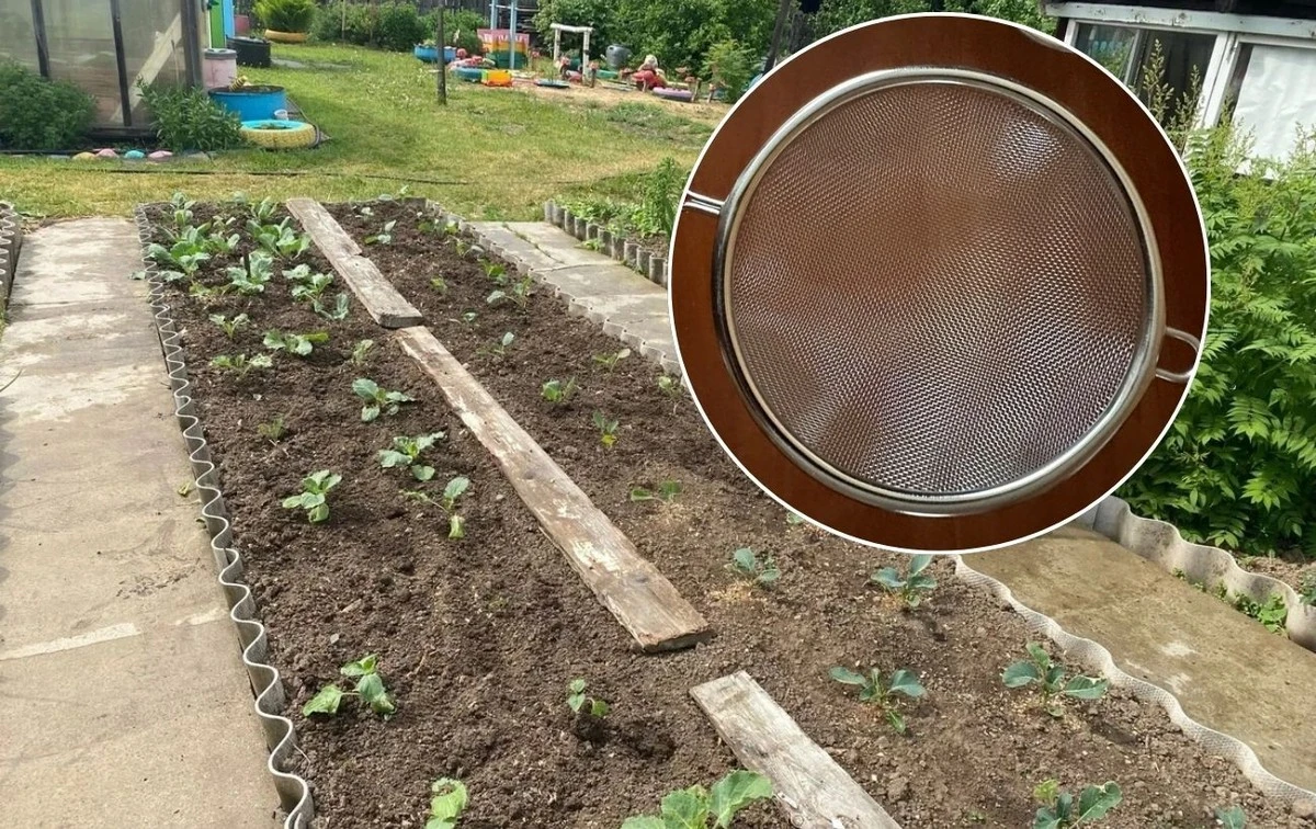 Proč zkušení zahrádkáři dávají staré síto na záhony